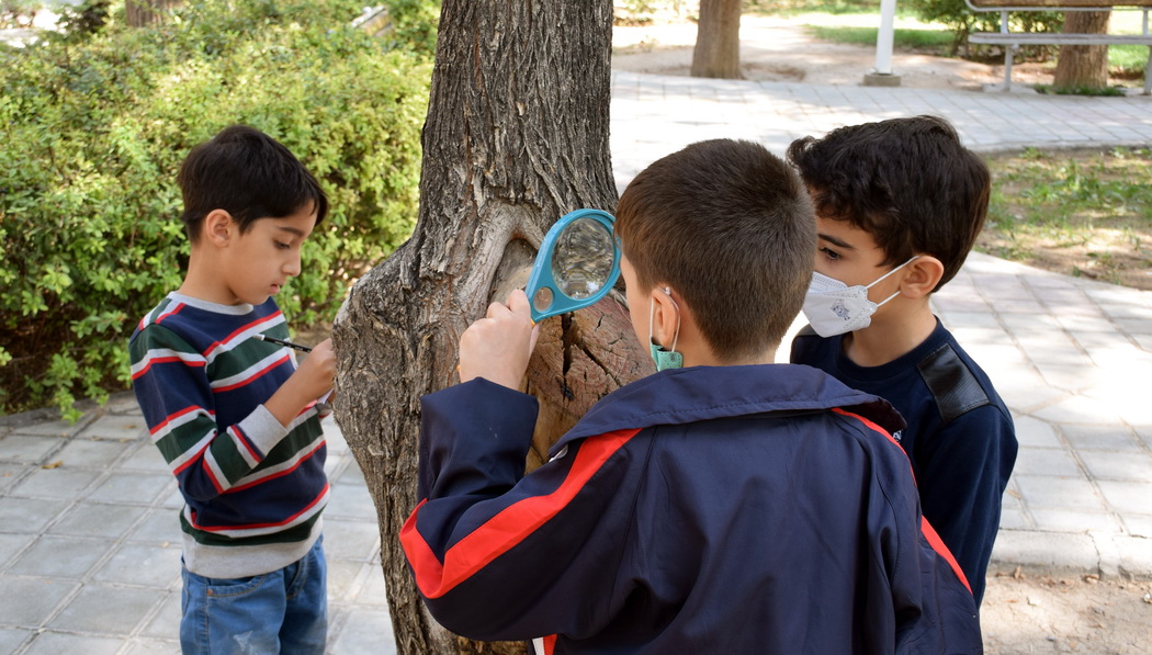 فعالیت پایه دوم ، مشاهده برگ